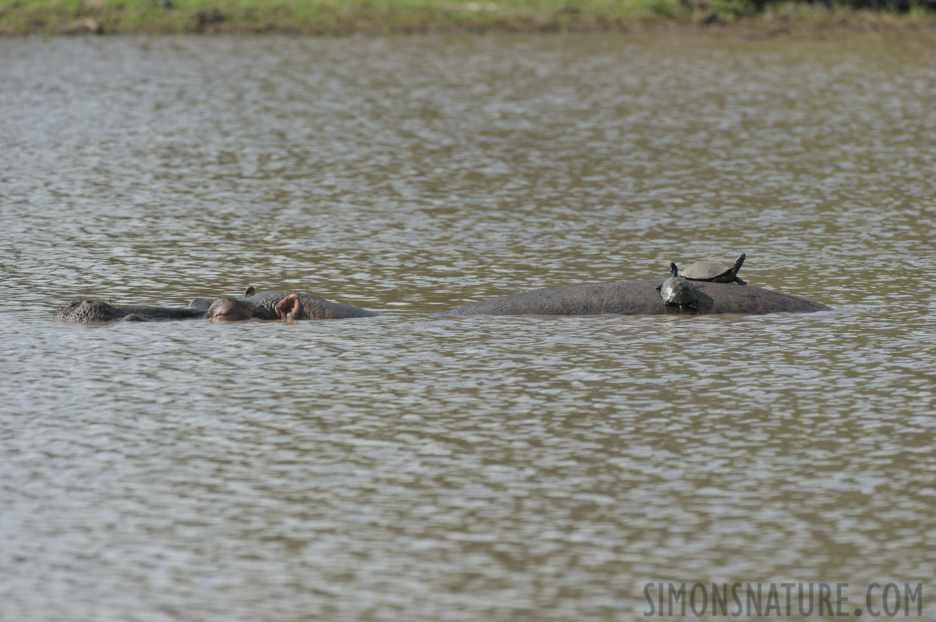 Hippopotamus amphibius capensis [490 mm, 1/3200 sec at f / 8.0, ISO 1600]